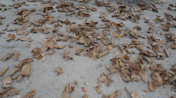 地面の乾燥葉 — ストック写真