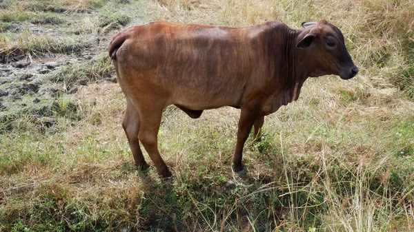 Kuh Auf Dem Feld — Stockfoto