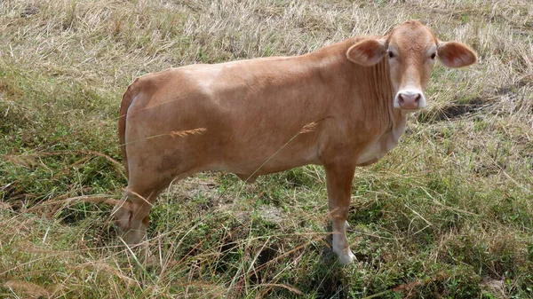 Vaca Campo — Fotografia de Stock