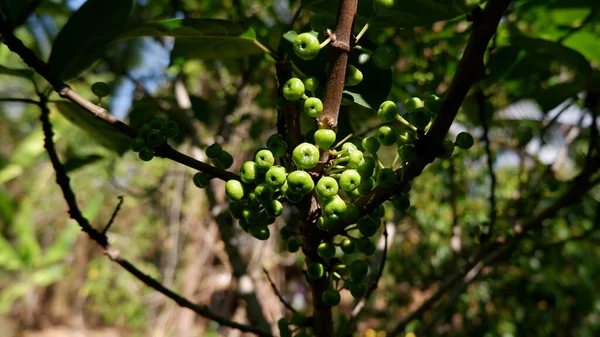 Frische Grüne Feigen Baum — Stockfoto