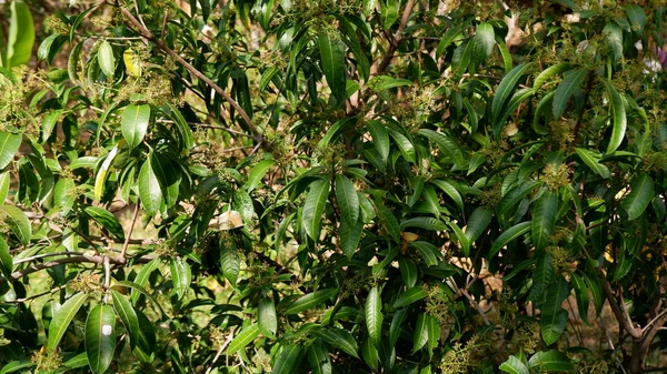 Mango çiçekli mango ağacı.