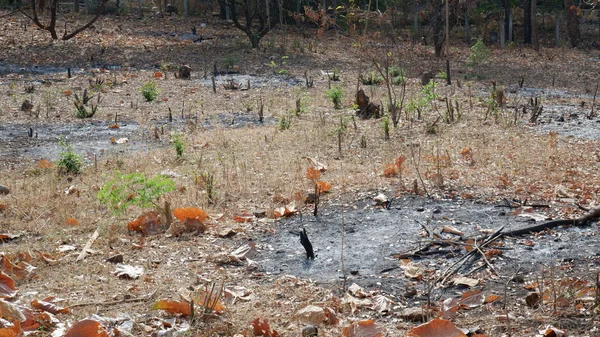 Api Membakar Jerami Lapangan — Stok Foto