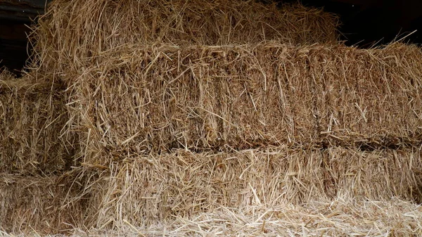 Dry Grass Traw Bales — Stock Photo, Image