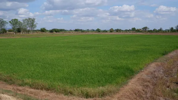 Ladang Padi Dan Latar Langit Biru — Stok Foto