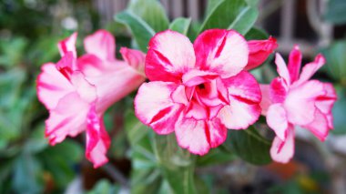 Pembe açelya çiçeği ve yeşil yaprak.