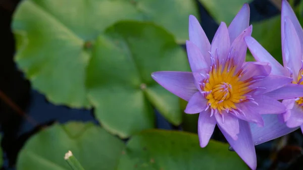 Purple Lotus Flower Green Leaf — Stock Photo, Image