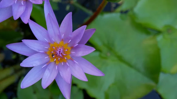 Purple Lotus Flower Green Leaf — Stock Photo, Image