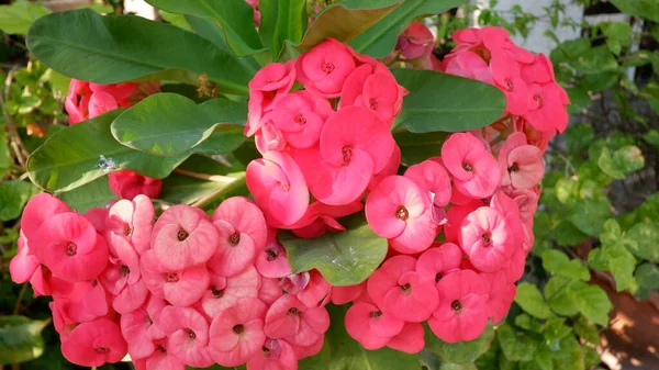 Flor Roja Con Hoja Verde — Foto de Stock