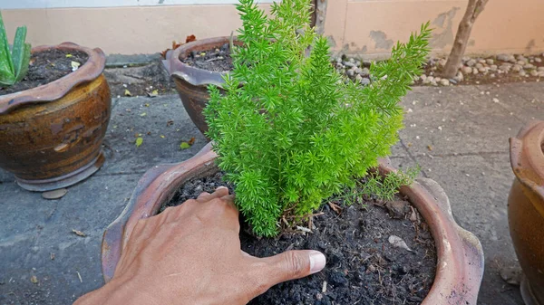 Mão Masculina Plante Uma Pequena Árvore — Fotografia de Stock