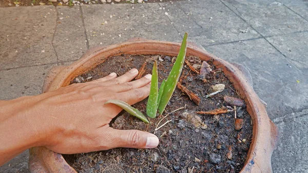 Mano Masculina Planta Pequeño Árbol — Foto de Stock