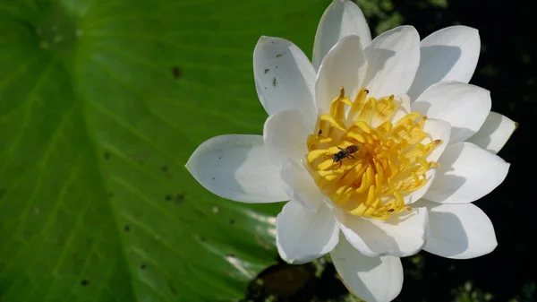 White Lotus Green Leaf — Stock Photo, Image