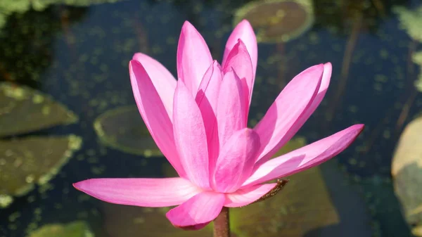 Pink Lotus Green Leaves — Stock Photo, Image