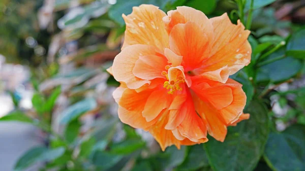 Fiore Hibicus Arancione Foglia Verde — Foto Stock