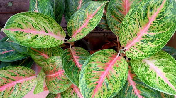 Close Pink Green Aglaonema Leaf Background — Stock Photo, Image