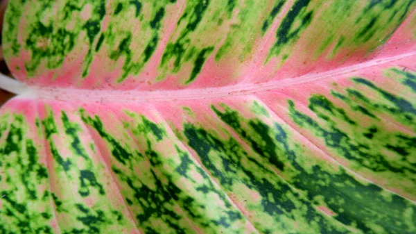 Крупним Планом Рожевий Зелений Лист Аганеми Фону — стокове фото