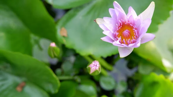 Pink Lotus Green Leaves — Stock Photo, Image
