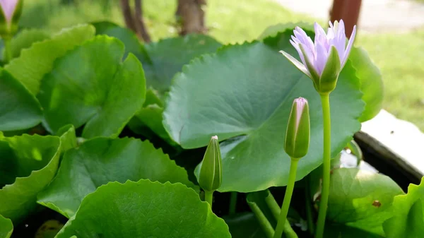 yeşil yaprakları ile pembe lotus