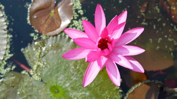 Ροζ Lotus Πράσινα Φύλλα — Φωτογραφία Αρχείου