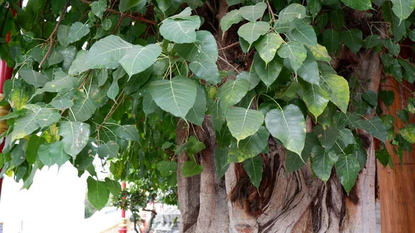 Bodhi Δέντρο Πράσινο Φύλλο — Φωτογραφία Αρχείου