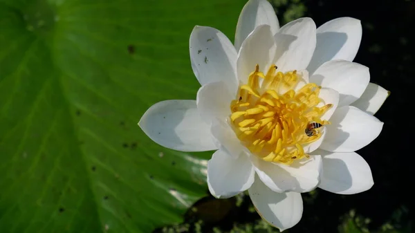 White Lotus Green Leaf — Stock Photo, Image