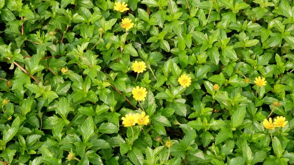 緑の葉の背景を持つ黄色の花 — ストック写真