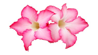 Güzel pembe açelya çiçek