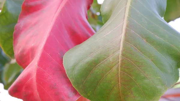 Feuille Rouge Verte — Photo