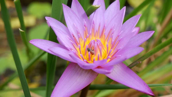 Close Beautiful Pink Lotus — Stock Photo, Image