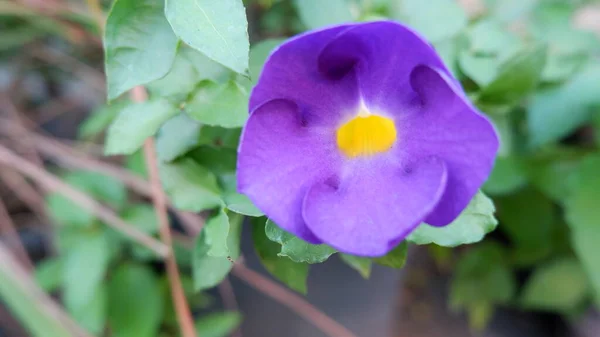 Flor Púrpura Hoja Verde —  Fotos de Stock