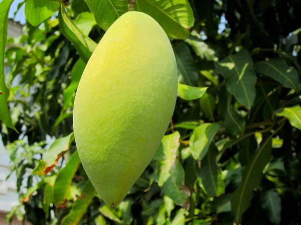 Mango Frugt Træet - Stock-foto
