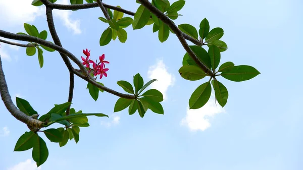 Frangipani Flowers Flowers Blue Sky Background — Stock Photo, Image