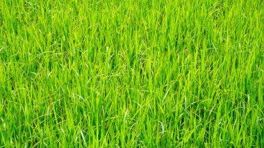 Pirinç tarlası ve pirinç yaprakları