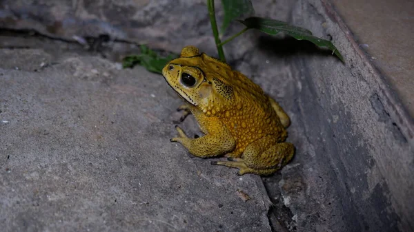 Katak Yang Umum Lantai Beton — Stok Foto