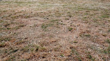 Kuru ot tarlası ve kuru yaprak.