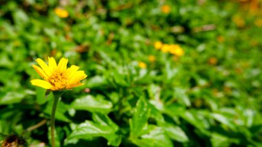 Yeşil yapraklı Singapur 'lu.