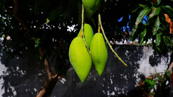 Mangofrüchte Auf Dem Baum — Stockfoto