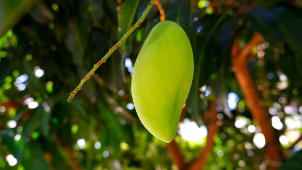 Mangofrüchte Auf Dem Baum — Stockfoto
