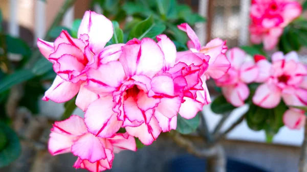 Primo Piano Rosa Azalea Fiore — Foto Stock