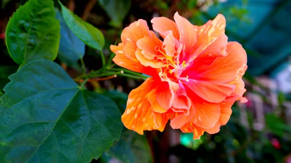Fiori Ibisco Colore Arancione — Foto Stock