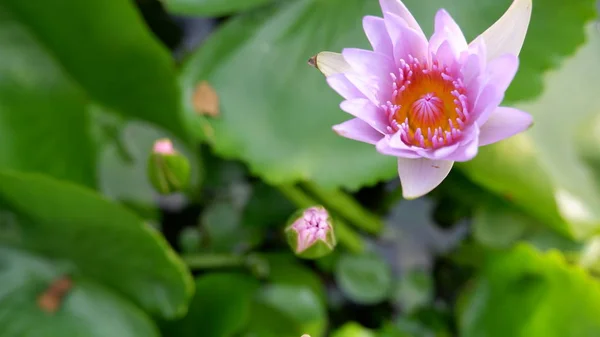 Pink Lotus Flower Green Leaf — Stock Photo, Image