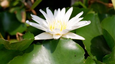 Yeşil yapraklı beyaz nilüfer çiçeği