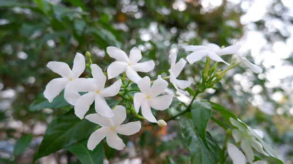 White Flower Green Leaf — Stock Photo, Image