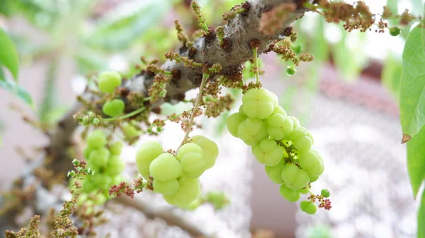 Stachelbeere Auf Dem Baum — Stockfoto