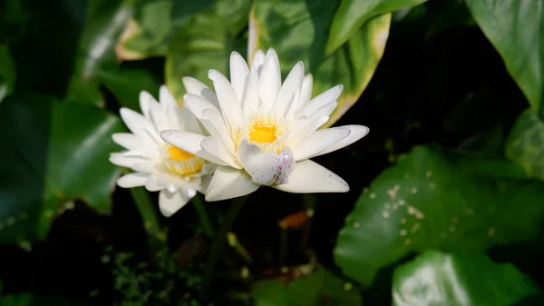 White Lotus Flower Green Leaf — Stock Photo, Image