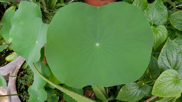 Grünes Blatt Für Hintergrund — Stockfoto