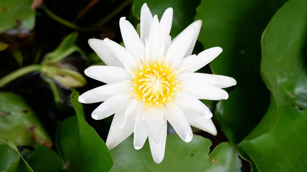 White Lotus Flower Green Leaf — Stock Photo, Image