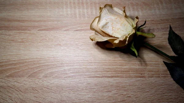 Dried Rose Wooden Table — Stock Photo, Image