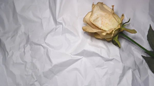 砕いた紙に干したバラ ロイヤリティフリーのストック画像