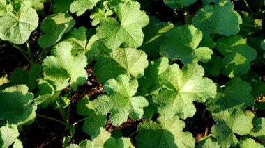 Arkaplan için yeşil yapraklar