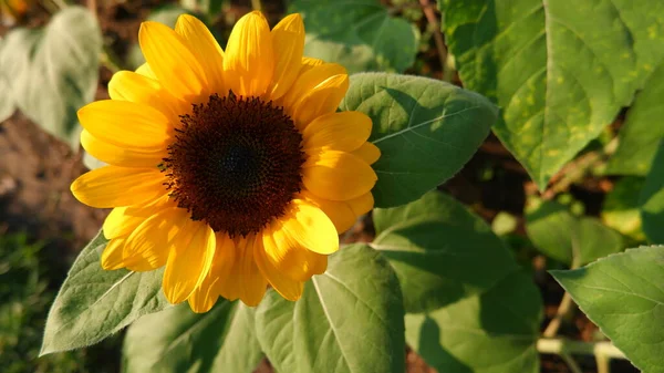 Cierre Girasol Con Hoja Verde —  Fotos de Stock